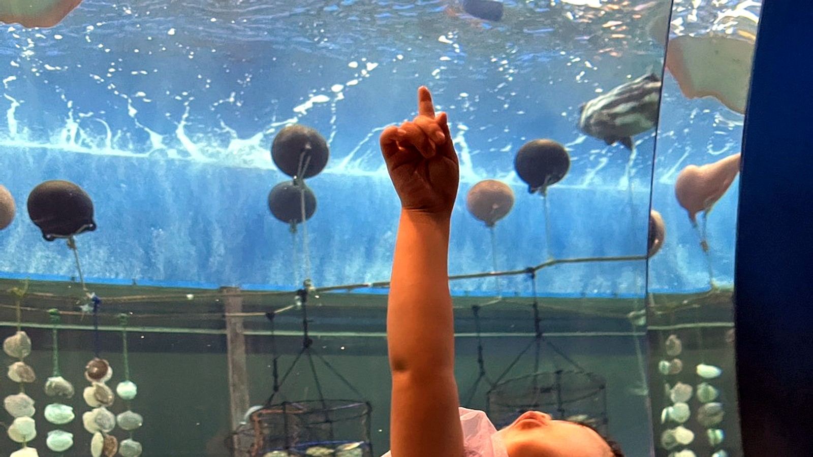 水族館で大きな水槽を指差す子供